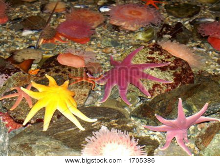 Colorful Starfish