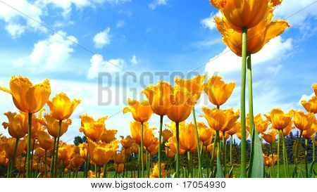 Fimbriate gelben Tulpen im Frühjahr