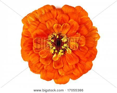 Zinia elegans