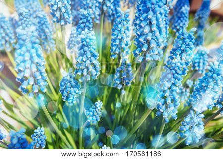 Flower-bed with blue flowers on flowerbed muskari illuminated by sunlight.