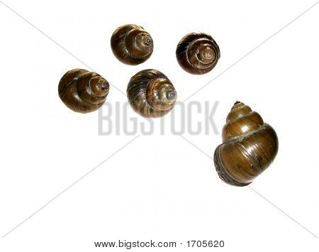 Lake Conch Shells Vertrauen