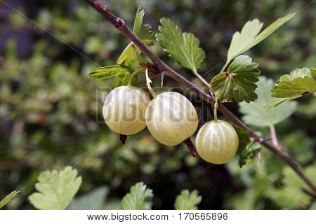 Green gooseberries (Ribes uva-crispa) grow on a gooseberry bush in a garden in Joliet, Illinois during June.