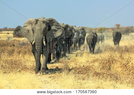 A herd of African elephants charging in Ethosa National Park Namibia on yellow grass savanna ground