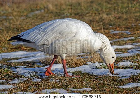 A Snow Goose feeding on grass in a field covered with patchy snow.