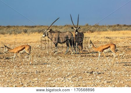 Gemsboks and springboks in Ethosa National Park, dry season, Namibia, Africa.