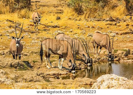 Gemsboks drinking in a puddle, Ethosa National Park, dry season, Namibia South Africa. .