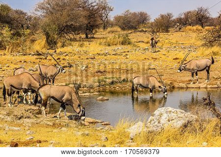 Gemsboks drinking in a puddle, Ethosa National Park, dry season, Namibia, South Africa.