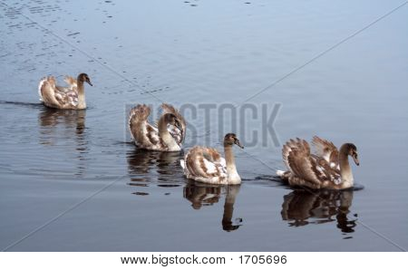 Cygnets ในทะเลสาบ