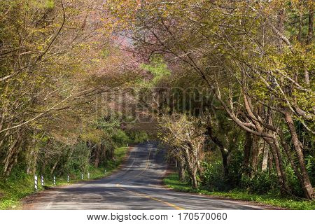 Blooming sakura tree along the beautiful road in Doi Ang Khang National Park, Northern Thailand.