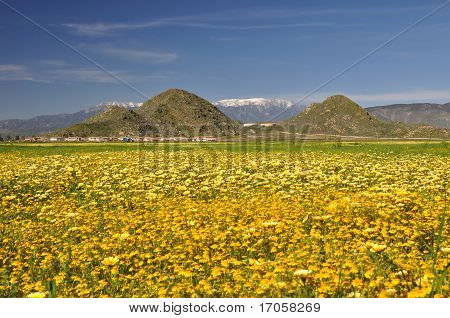 Champ de fleurs Hemet