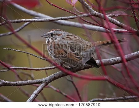 a cute little sparrow or house finch sitting on a branch during fall 