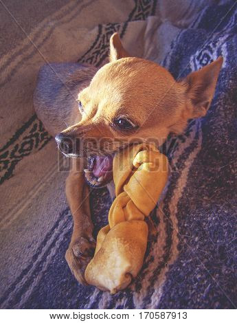 a cute chihuahua puppy chewing on a rawhide bone in front of a window with dramatic lighting coming though toned with a vintage retro instagram filter effect app or action