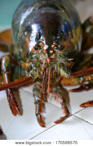 monster four (4) pound clawed  lobster is a large  crustacean