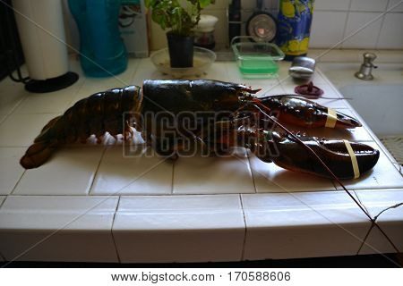 monster four (4) pound clawed  lobster is a large  crustacean