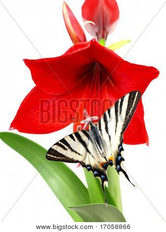 Belle Amaryllis avec butterfly over white
