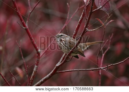 a cute little sparrow or house finch sitting on a branch during fall 