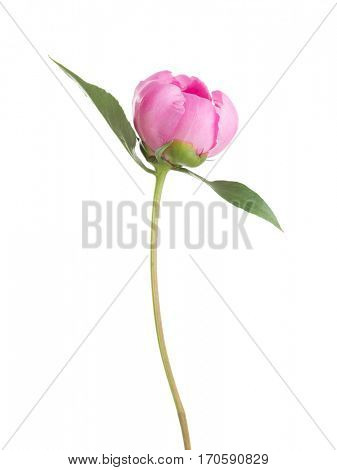 Pink peony isolated on white background.