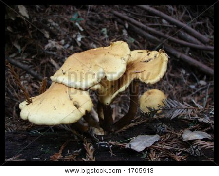 Mushrooms_By_Oskoreien