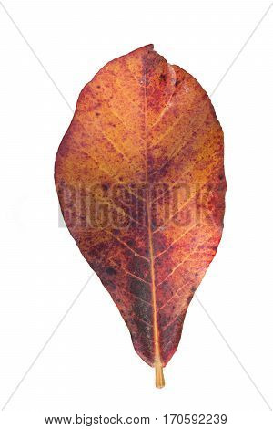 Malabar Almond Isolate Withe Background, Terminalia Catappa.