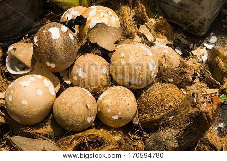 Peeled coconuts ready to sell at traditional market in Bogor Indonesia java