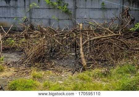 Branches from dead tree littered in a garden photo taken in Bogor Indonesia java