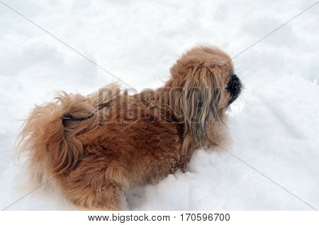 Pekingese dog