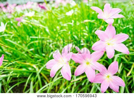 Beautiful rain lily flower(Zephyranthas sp.)in the garden