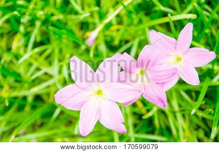 Beautiful rain lily flower(Zephyranthas sp.)in the garden