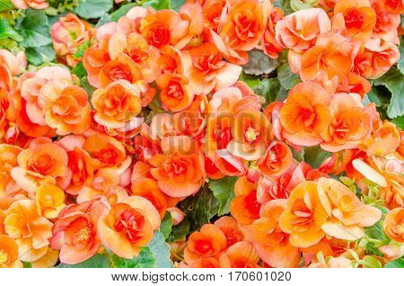 Numerous bright flowers of orange color begonias (Begonia tuberhybrida) in the garden.