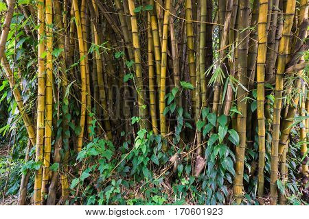 Yellow bamboo groove with bush at National Conservation Kebun Raya Bogor photo taken in Bogor Indonesia java