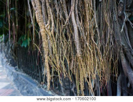 a big old tree with big and long dry roots at kebun raya bogor indonesia java