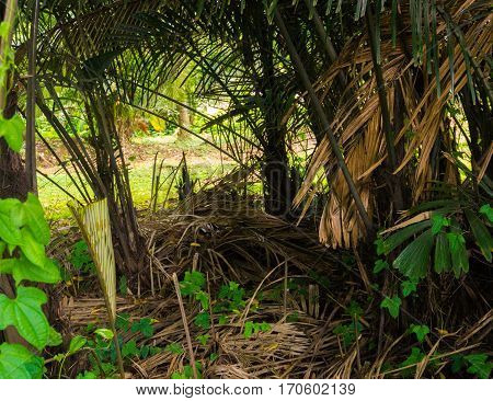 A groove of palm tree some of them already fall and dry photo taken in kebun raya bogor indonesia java