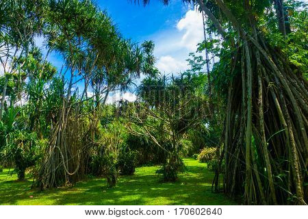 Great landscape with big tree with long roots and beautiful cloudy sky as background photo taken in Kebun Raya Bogor Indonesia java