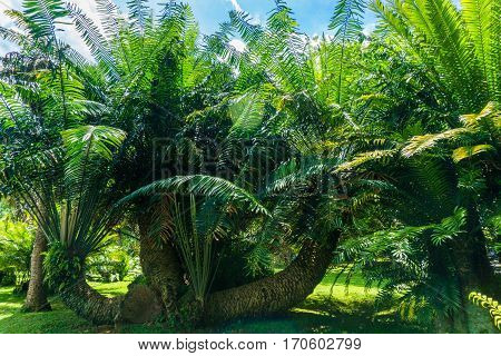 A groove of green palm tree in a landscape photo taken in Kebun Raya Bogor Indonesia java