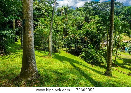 A landscape in a hill with big and high tree, bushes and green grass photo taken in Kebun Raya Bogor Indonesia java