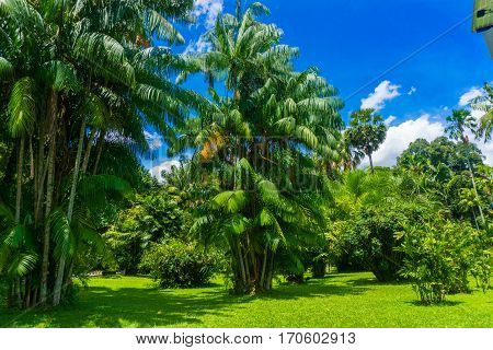 A groove of green palm tree in a landscape with green meadow photo taken in Kebun Raya Bogor Indonesia java
