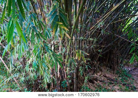 Groove of young bamboo tree with leaves photo taken in Kebun Raya Bogor Indonesia java