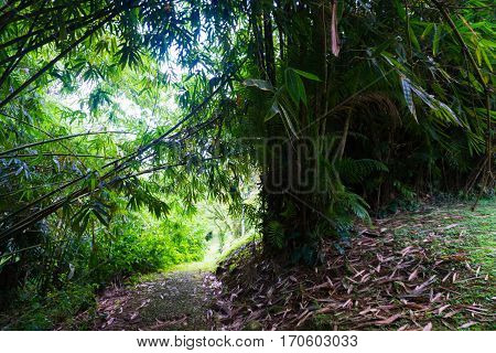 a road near Groove of young bamboo tree with leaves photo taken in Kebun Raya Bogor Indonesia java
