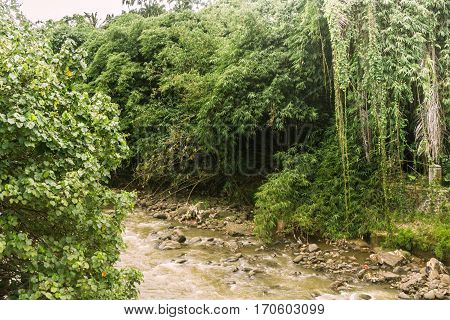 A river with rocks surrounding by trees and bushes photo taken in Kebun Raya Bogor Indonesia java