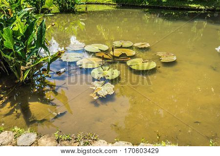 Lotus or water lily on a pond with green water photo taken in Kebun Raya Bogor Indonesia java