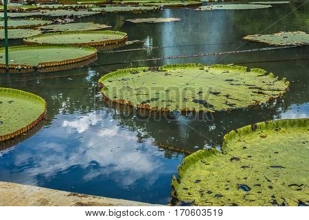 Big Lotus or water lily leaves on a pond with green water photo taken in Kebun Raya Bogor Indonesia java