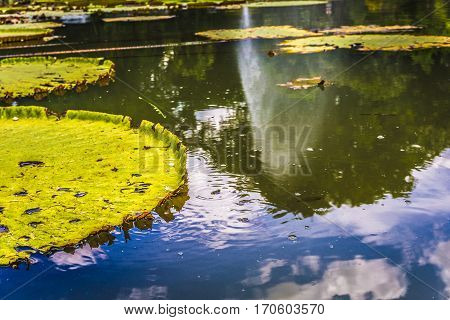 Big Lotus or water lily leaves on a pond with green water photo taken in Kebun Raya Bogor Indonesia java