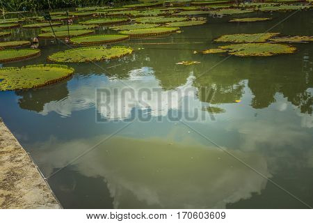 Lotus or water lily on apond with green water photo taken in Kebun Raya Bogor Indonesia java