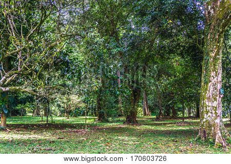 Green garden with old big tree and another green trees with meadow photo taken in Kebun Raya Bogor Indonesia java