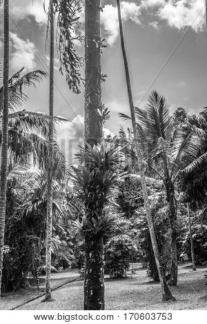 Palm and coconut tree at the garden in black white mode photo taken in Kebun Raya Bogor Indonesia java