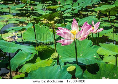 Water lily is blooming in a pond with beautiful colour photo taken in Bogor Indonesia java