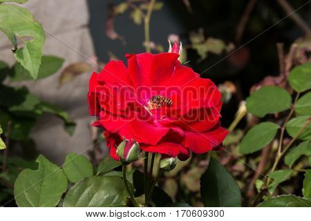 Red Rosa Canina Flower with Bee on Stamen