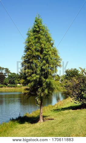 A Japanese cedar tree (Cryptomeria japonica) stands next to a small, man-made lake in Joliet, Illinois during September.