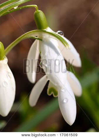 Snow-drop