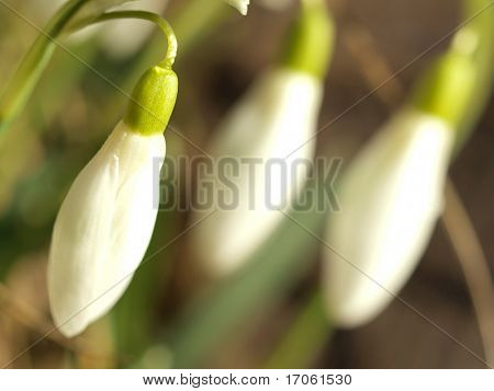 Snow-drop